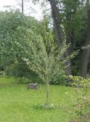 des plantes de jardin Chosenia clair-vert