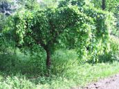 Gartenpflanzen Maulbeere, Morus grün