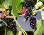 Haveplanter Mulberry, Morus grøn