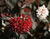 Садовые Растения Пузыреплодник калинолистный, Physocarpus opulifolius бордовый