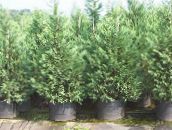 Haveplanter Leyland Cypres, Cupressocyparis lyseblå