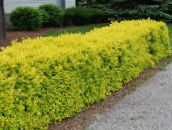 Gartenpflanzen Liguster, Goldenen Liguster, Ligustrum gelb