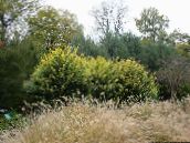 Садові Рослини Бирючина, Ligustrum жовтий