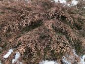 Garden Plants Siberian Carpet Cypress, Microbiota decussata green