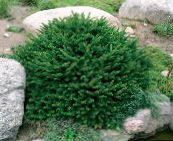 Garden Plants Birdsnest spruce, Norway Spruce, Picea abies green