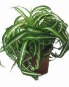  Plantă Paianjen, Chlorophytum pestriț
