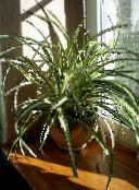 Plantas de interior Spider Plant, Chlorophytum variegado