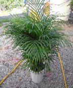 Kamerplanten Hrysalidocarpus boom, ?hrysalidocarpus groen