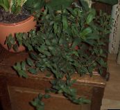 Plantas de salón Cyanotis verde