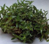 Krukväxter Cyanotis grön