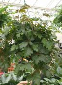 Plantas de salón Hiedra De Uva, Hoja De Roble Hiedra, Cissus oscuro-verde