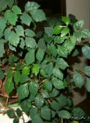 Plantas de salón Hiedra De Uva, Hoja De Roble Hiedra, Cissus oscuro-verde