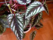 Sobne Rastline Ivy Grape, Hrast Leaf Ivy, Cissus pestro