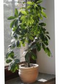 Indoor plants Umbrella Tree, Schefflera green
