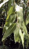Домашні рослини Евкаліпт дерево, Eucalyptus зелений