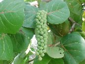 Krukväxter Sea Grape träd, Coccoloba grön
