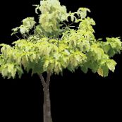 Pisonia Drevesa (svetlo-zelena)