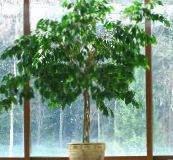 Домашні рослини Пізон дерево, Pisonia зелений