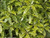 Sobne biljke Japanski Lovor, Pittosporum Tobira grmovi svijetlo-zelena