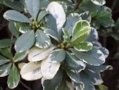 Krukväxter Japansk Lagerblad, Pittosporum Tobira buskar spräcklig