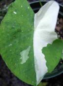 Colocasia, Taro, Cocoyam, Dasheen Urteagtige Plante (broget)