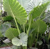 Plante de interior Colocasia, Taro, Cocoyam, Dasheen verde