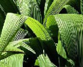 Curculigo, Palm Ruoho Ruohokasvi (vihreä)