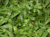 Telpaugi Plankumains Basketgrass, Oplismenus zaļš