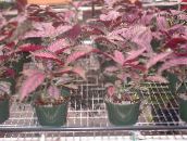 Indoor plants Persian Shield, Strobilanthes dyerianus claret