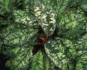 Pokojové rostliny Homalomena kropenatý