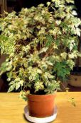 Indendørs planter Peber Vin, Porcelæn Bær liana, Ampelopsis brevipedunculata broget