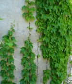Topfpflanzen Pfeffer Weinstock, Porzellan Berry liane, Ampelopsis brevipedunculata grün