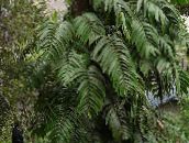 Shingle Plant Liana (green)