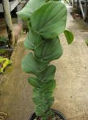 des plantes en pot Usine De Bardeaux une liane, Rhaphidophora vert