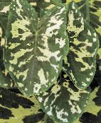 Домашние растения Алоказия, Alocasia пестрый