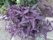 Violetinė Širdis Klajojo Judėjas Kabo Augalų (violetinė)