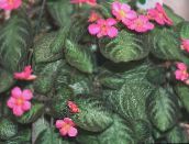 Интериорни растения Пламък Виолетово, , Episcia тъмно-зелен