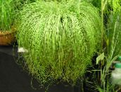Carex, Saz Otsu Bir Bitkidir (açık yeşil)