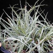 Домашние растения Осока, Carex серебристый