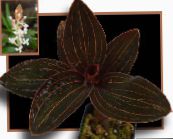 Juvel Orkide Urteagtige Plante (brun)