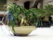 Sobne Rastline Black Dragon, Lily-Šota, Brada Kače, Ophiopogon zelena