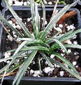 Sobne biljke Crni Zmaj, Lily-Trava, Zmija Brada, Ophiopogon lakrdijašica