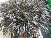 Εσωτερικά φυτά Μαύρος Δράκος, Κρίνο-Χλοοτάπητα, Γενειάδα Φιδιού, Ophiopogon χρυσαφένιος