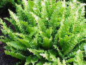 Домашние растения Листовик (Филлитис), Phyllitis scolopendrium зеленый