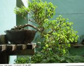 Домашні рослини Брейн (Сніговий Кущ) чагарник, Breynia зелений