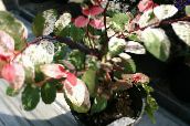 Krukväxter Snö Buske buskar, Breynia spräcklig
