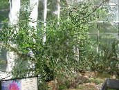 Sobne Rastline Jacobs Lestev, Devils Hrbtenica grmi, Pedilanthus zelena