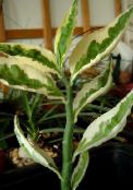 Εσωτερικά φυτά Jacobs Σκάλα, Διάβολοι Ραχοκοκαλιά θάμνοι, Pedilanthus στιγματισμένος
