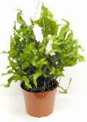 Εσωτερικά φυτά Polypody, Polypodium πράσινος