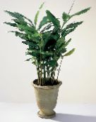 Indendørs planter Cardamomum, Elettaria Cardamomum grøn